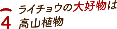 ライチョウの大好物は高山植物