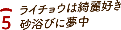 ライチョウは綺麗好き砂浴びに夢中